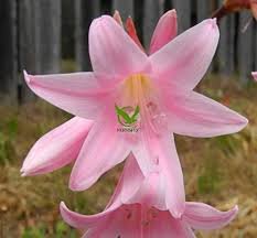 बैलाडोना लिली Amarryllis beladdona (Linn)